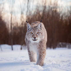 Abordable Euraziatische Lynx, portret in winterveld