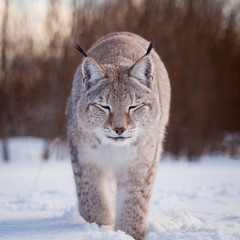 Abordable Eurasian Lynx, portrait in winter field