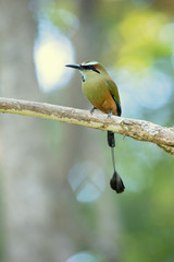 Turquoise-browed motmot (Eumomota superciliosa) also known as Torogoz, is a colourful, medium-sized bird of the motmot family