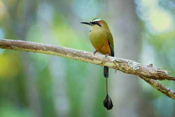 Turquoise-browed motmot (Eumomota superciliosa) also known as Torogoz, is a colourful, medium-sized bird of the motmot family