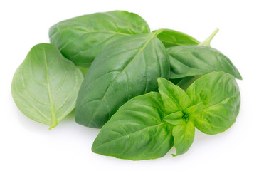 Fresh basil on white background