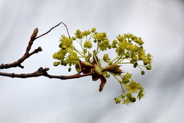 Wiosennie © Magorzata
