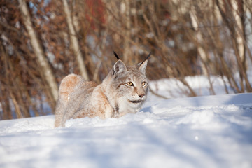 Abordable Eurasian Lynx, portrait in winter field