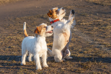 Purebred Jack Russel Terrier two dog outdoors in the nature on grass park spring day. Performs tricks and commands of the host. Parenting, getting treats in rewarding.