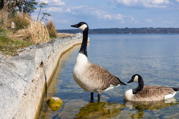 canadian geese at Tutzing Starnberg lake Germany