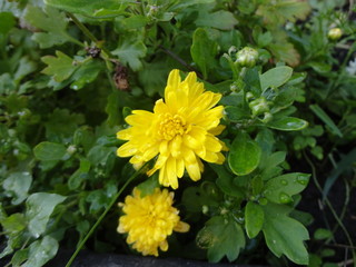 flower, yellow, nature, garden, plant, flowers, green, summer, dandelion, spring, blossom, bloom, flora, beautiful, daisy, floral, petal, field, grass, beauty, bright, orange, macro, meadow, marigold