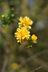 Kerrie-Blüten - blühender Ranunkelstrauch