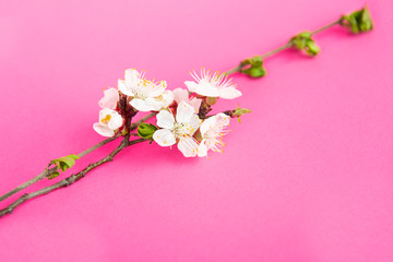 Fototapeta na wymiar Beautiful apple tree branch on pink background. Beautiful pink spring flowers. White flowers. Cherry flower close up. Apple tree in bloom. Apple trees flowers
