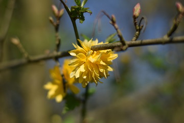 Kerrie-Blüten - blühender Ranunkelstrauch