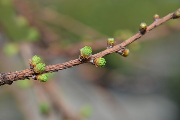 Larch Stiff Weeping