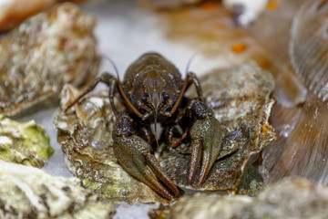 Fresh, live lobster on the counter of ice