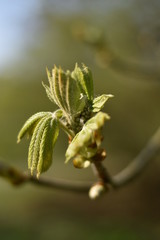 Austreibende Rosskastanie