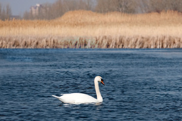 White Swan in the river. Waterfowl beautiful birds concept.