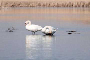 Swans resting in the river. Waterfowl concept. A pair of white swans.