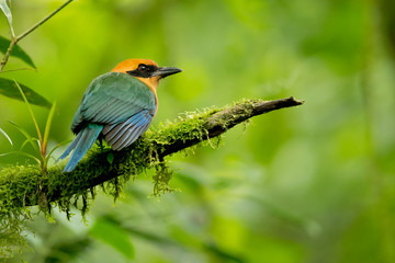 Rufous motmot (Baryphthengus martii) is a near-passerine bird which is a resident breeder in rain forests from northeastern Honduras south to western Ecuador, northeastern Bolivia