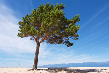 Fototapeta na wymiar Beautiful lonely pine on sandy shore of Lake Baikal, Siberia Russia