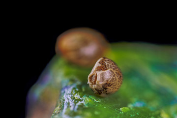 HDR Macro Photo of Medical Cannabis Seeds on the Colored Crystals Rock - Full Frame Picture.