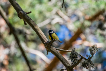 yellow bird on branch