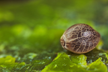 HDR Macro Photo of Medical Cannabis Seeds on the Colored Crystals Rock - Full Frame Picture.