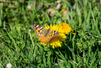 butterfly on a flower
