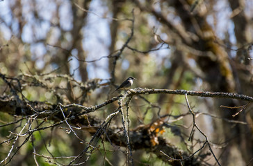bird on branch