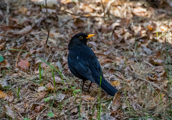blackbird looking at the camera