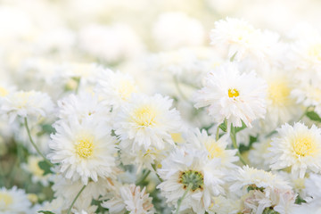 white chrysanthemum flowers, chrysanthemum in the garden. Blurry flower for background, colorful plants.