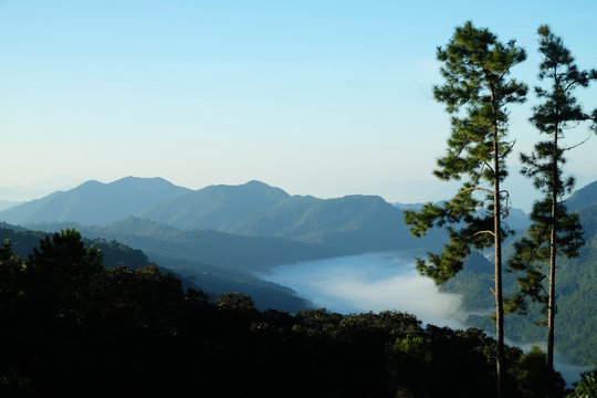 Big tree on the moutain