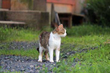 可愛い野良の子猫