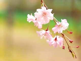 シダレザクラの花