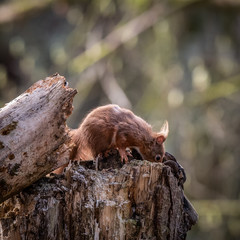 Red Squirrel Looking for nuts
