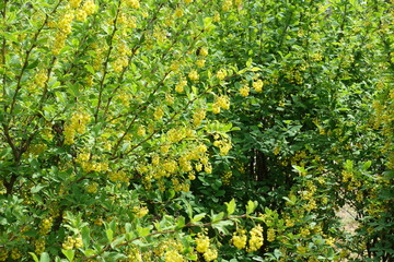 Obraz premium Lots of yellow flowers of common barberry in spring