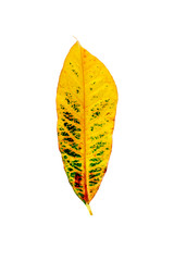 Tropical leaf plants codiaeum variegatum white background