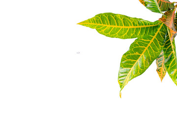 Tropical leaf plants codiaeum variegatum white background © gunungkawi
