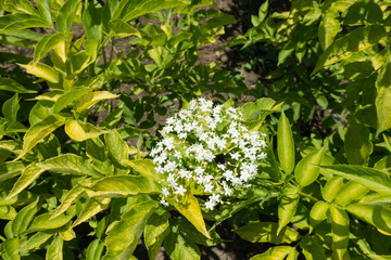 Obraz premium Single corymb of white flowers of European elderberry in spring