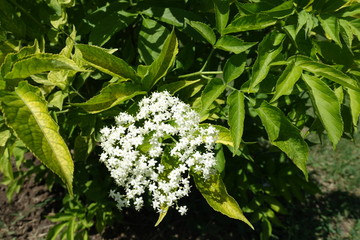 Small white flowers of European elderberry in late spring