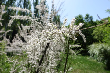 Small pale pink flowers of Tamarix ramosissima