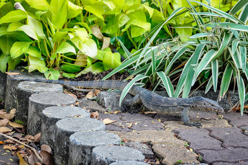 Monitor lizard in Lumpini Park in Bangkok, Thailand