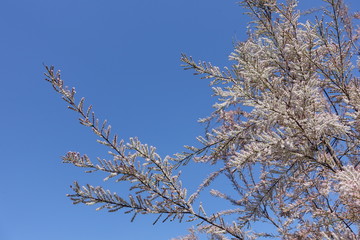 Thin branches of Tamarix ramosissima covered with pink flowers against blue sky