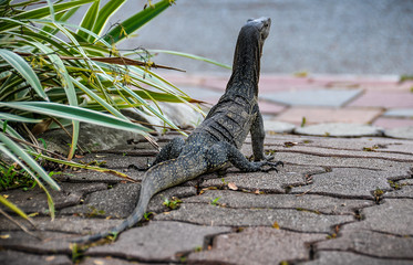 Monitor lizard in Lumpini Park in Bangkok, Thailand