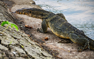 Monitor lizard in Lumpini Park in Bangkok, Thailand
