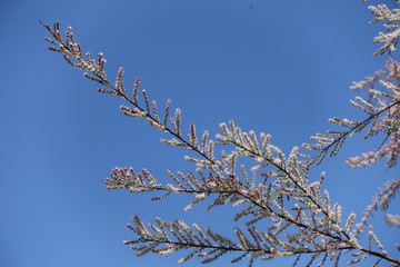 Twigs of Tamarix ramosissima covered with pink flowers against blue sky