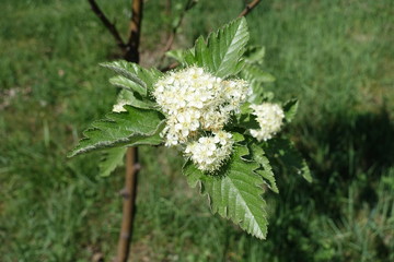 Closeup of white flowers of Sorbus aria