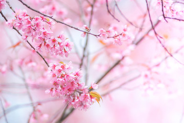Cherry Blossom in spring with soft focus, unfocused blurred spring cherry bloom, bokeh flower background, pastel and soft flower background..