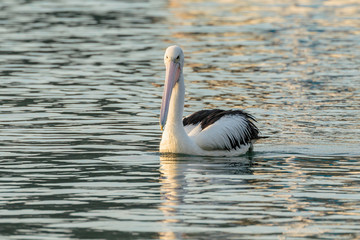 An Australian Pelican looking for food in the morning near Nielsen Park, Sydney Harbour National Park, Sydney, Australia in April 2019