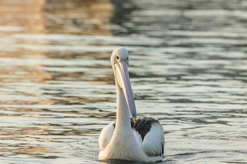 An Australian Pelican looking for food in the morning near Nielsen Park, Sydney Harbour National...