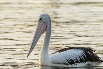 An Australian Pelican looking for food in the morning near Nielsen Park, Sydney Harbour National Park, Sydney, Australia in April 2019