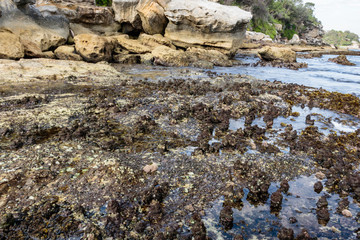 Conjevoi washed by waves on the shore at Nielsen Park, Sydney Harbour National Park, Sydney, Australia during a morning of April 2019