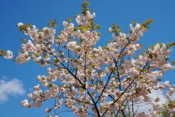 花桃