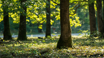 Forest trees in summer